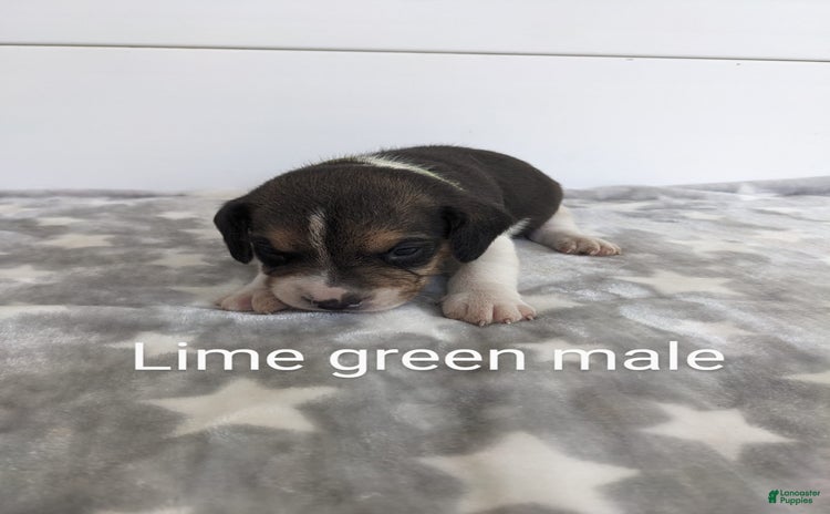 Beagle dogs for sale - Ad 4
