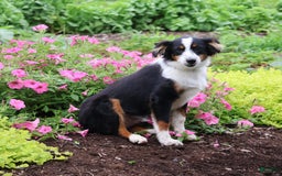 Miniature Australian Shepherd dogs for sale: Eisenhower - Image 20