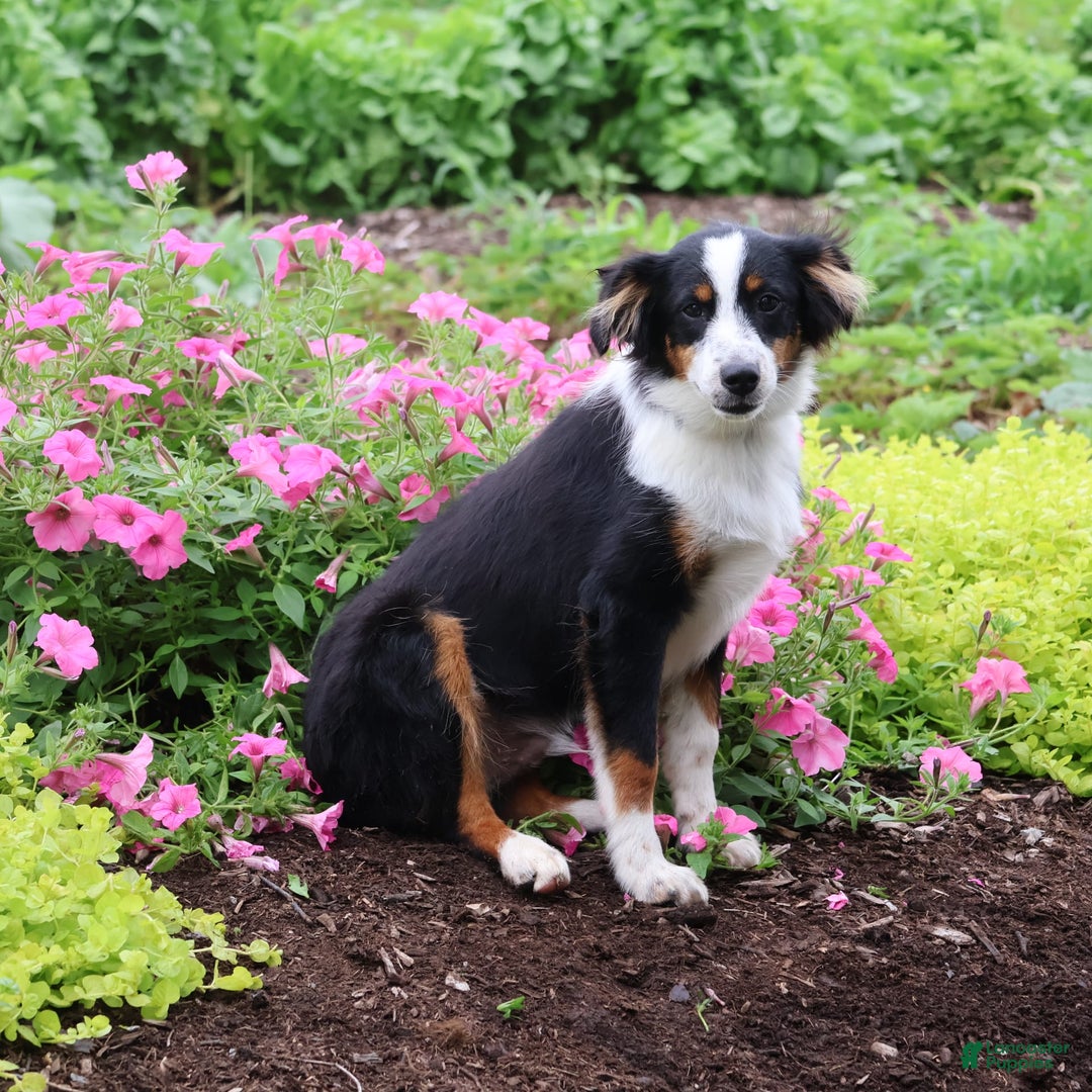 Miniature Australian Shepherd dogs for sale: Eisenhower - Image 20