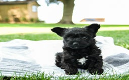 Yorkiepoo dogs for sale: Mint Chocolate Chip - Image 1