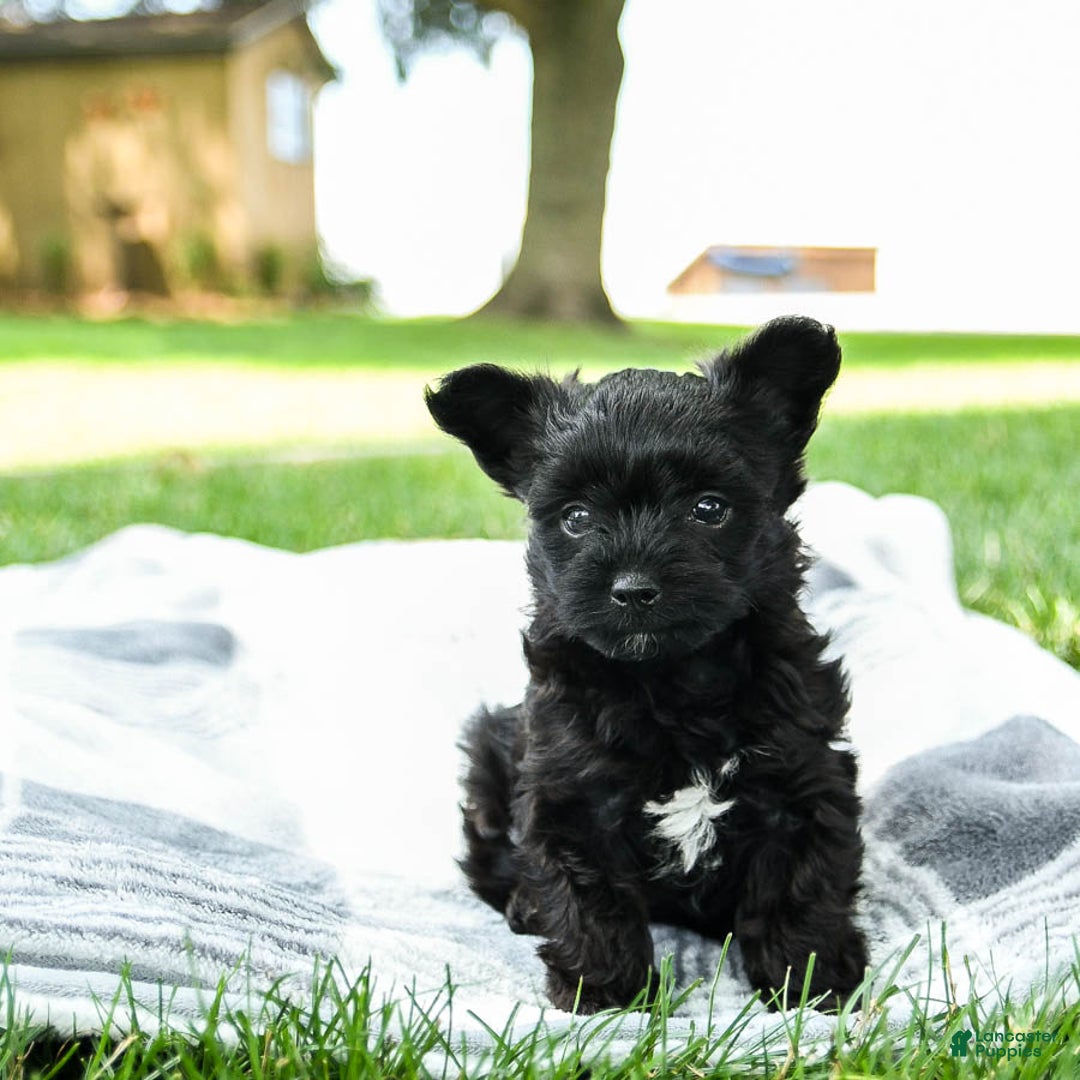 Yorkiepoo dogs for sale: Mint Chocolate Chip - Image 1