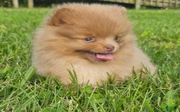 Pomeranian dogs for sale: Cinnamon - Image 10