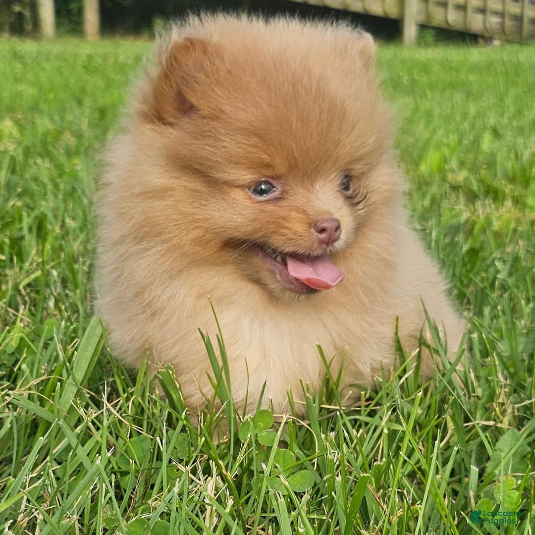 Pomeranian dogs for sale: Cinnamon - Image 10