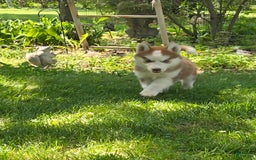 Siberian Husky dogs for sale: Oakley - Image 2