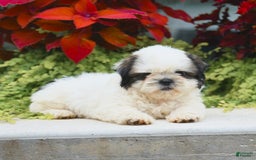 Shih Tzu dogs for sale: Ginger - Image 3