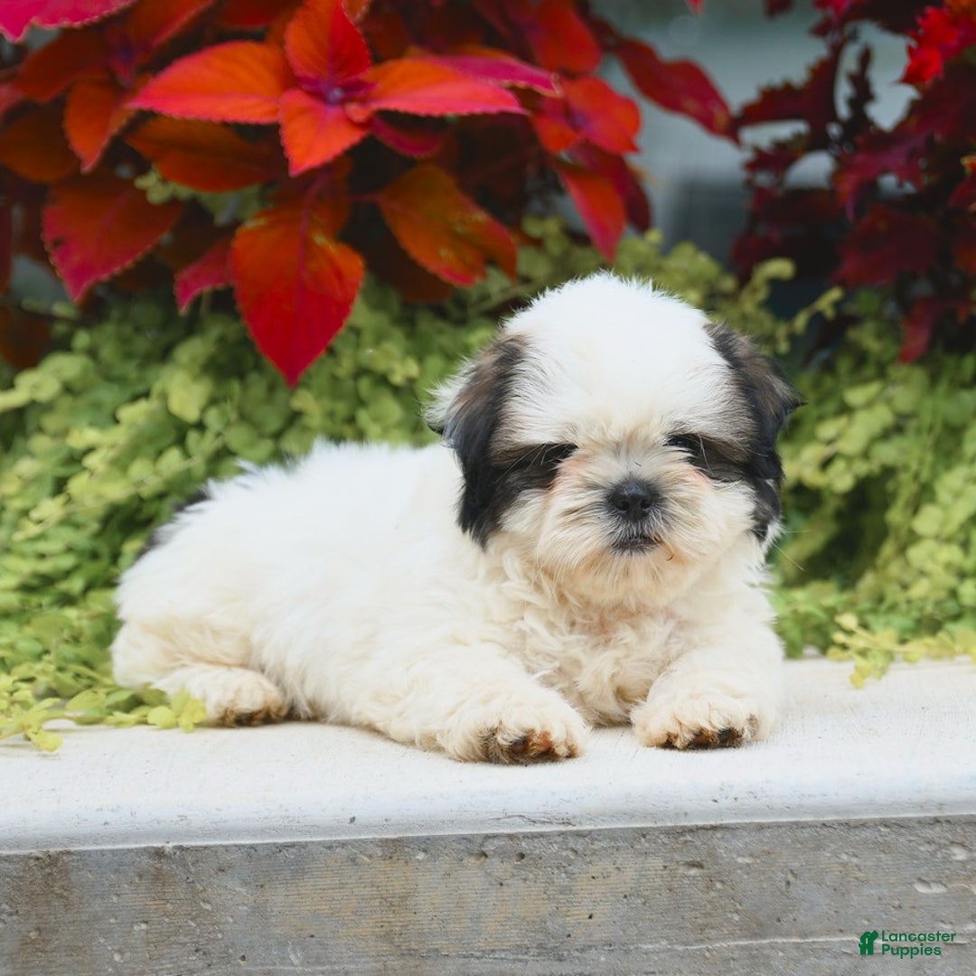 Shih Tzu dogs for sale: Ginger - Image 3