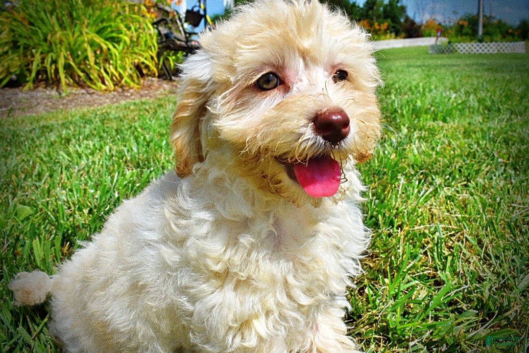 Havapoo dogs for sale: Charity - Image 10