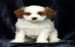 Cavapoo dogs for sale: Cavapoo 4 puppies - Image 3