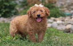 Goldendoodle dogs for sale: Holly - Image 7