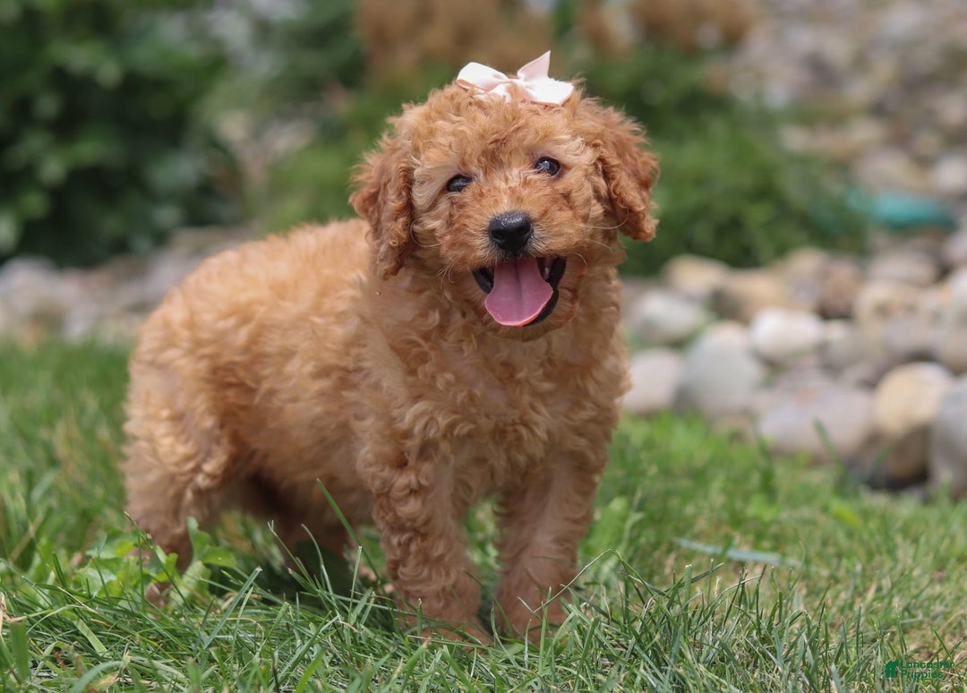 Goldendoodle dogs for sale: Holly - Image 7