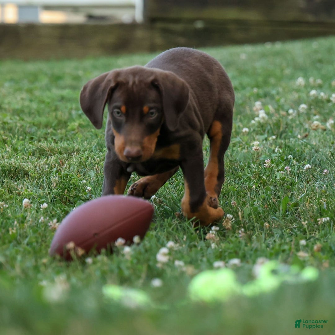 Doberman Pinscher dogs for sale: Dannie - Image 16