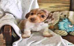 Miniature Dachshund dogs for sale: Tucker - Image 4