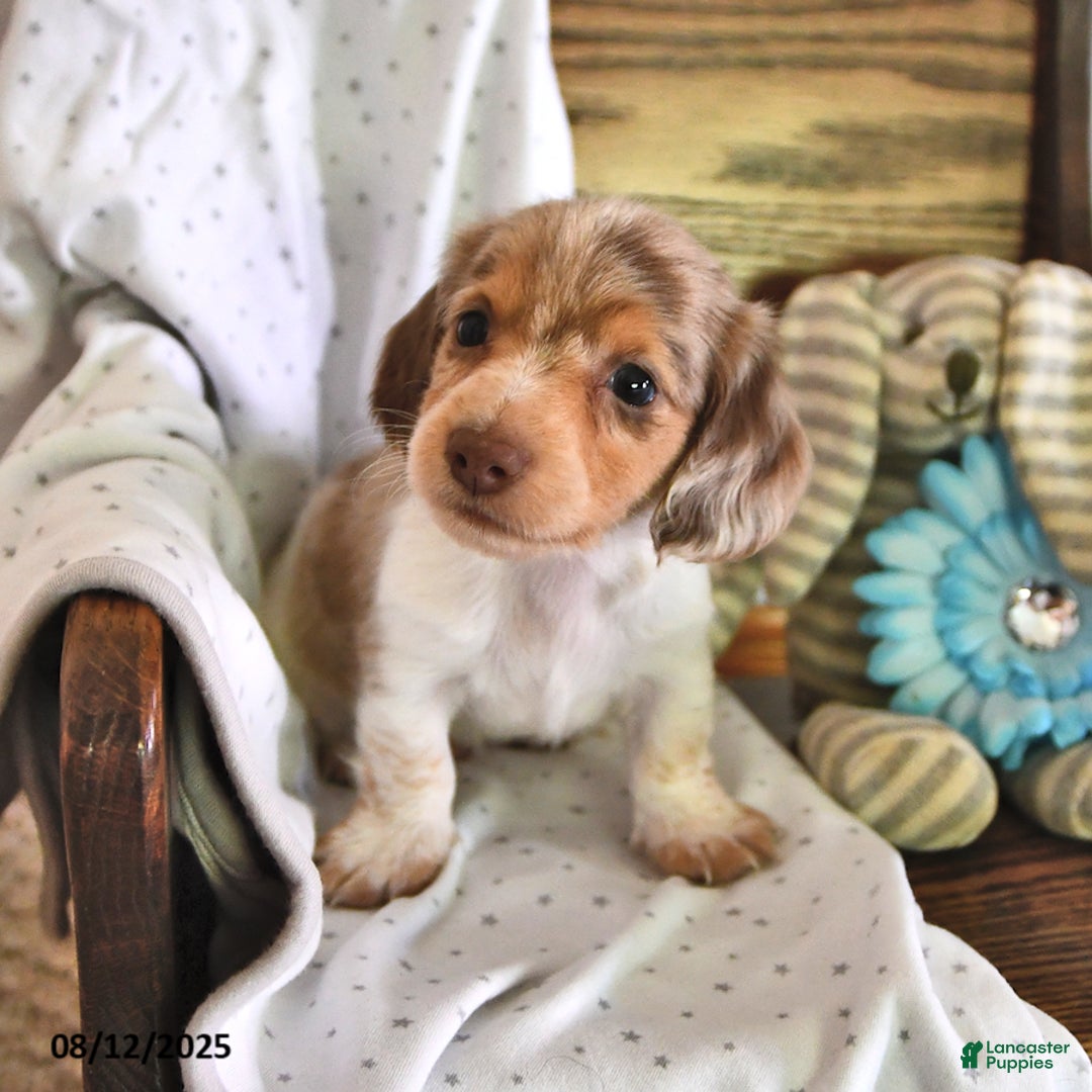 Miniature Dachshund dogs for sale: Tucker - Image 4