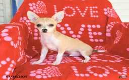 Chihuahua dogs for sale: Peanut - Image 8