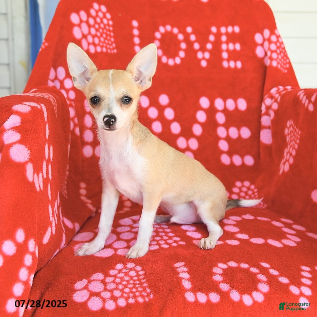 Chihuahua dogs for sale: Peanut - Image 8