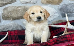 Golden Retriever dogs for sale: Sweetie - Image 8