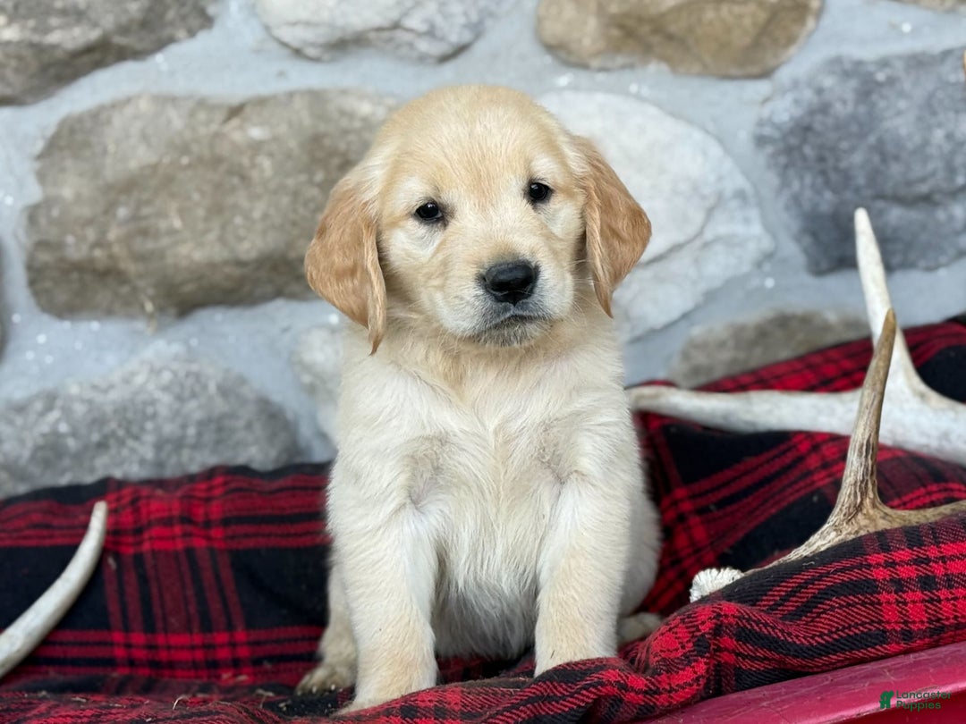 Golden Retriever dogs for sale: Sweetie - Image 8
