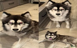 Siberian Husky dogs for sale: Tiger - Image 3