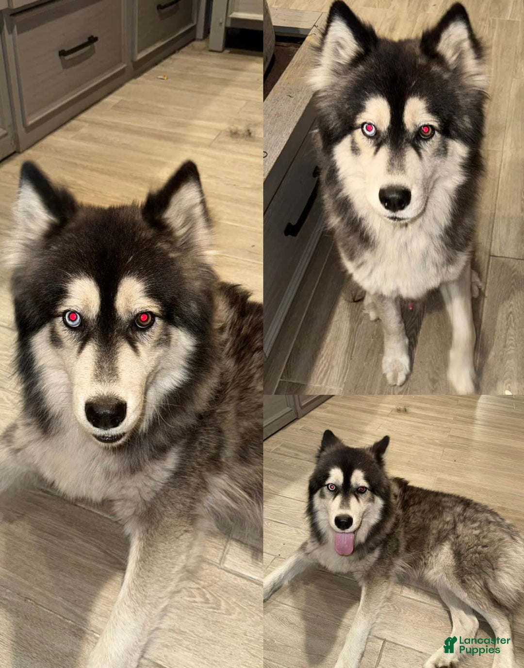 Siberian Husky dogs for sale: Tiger - Image 3