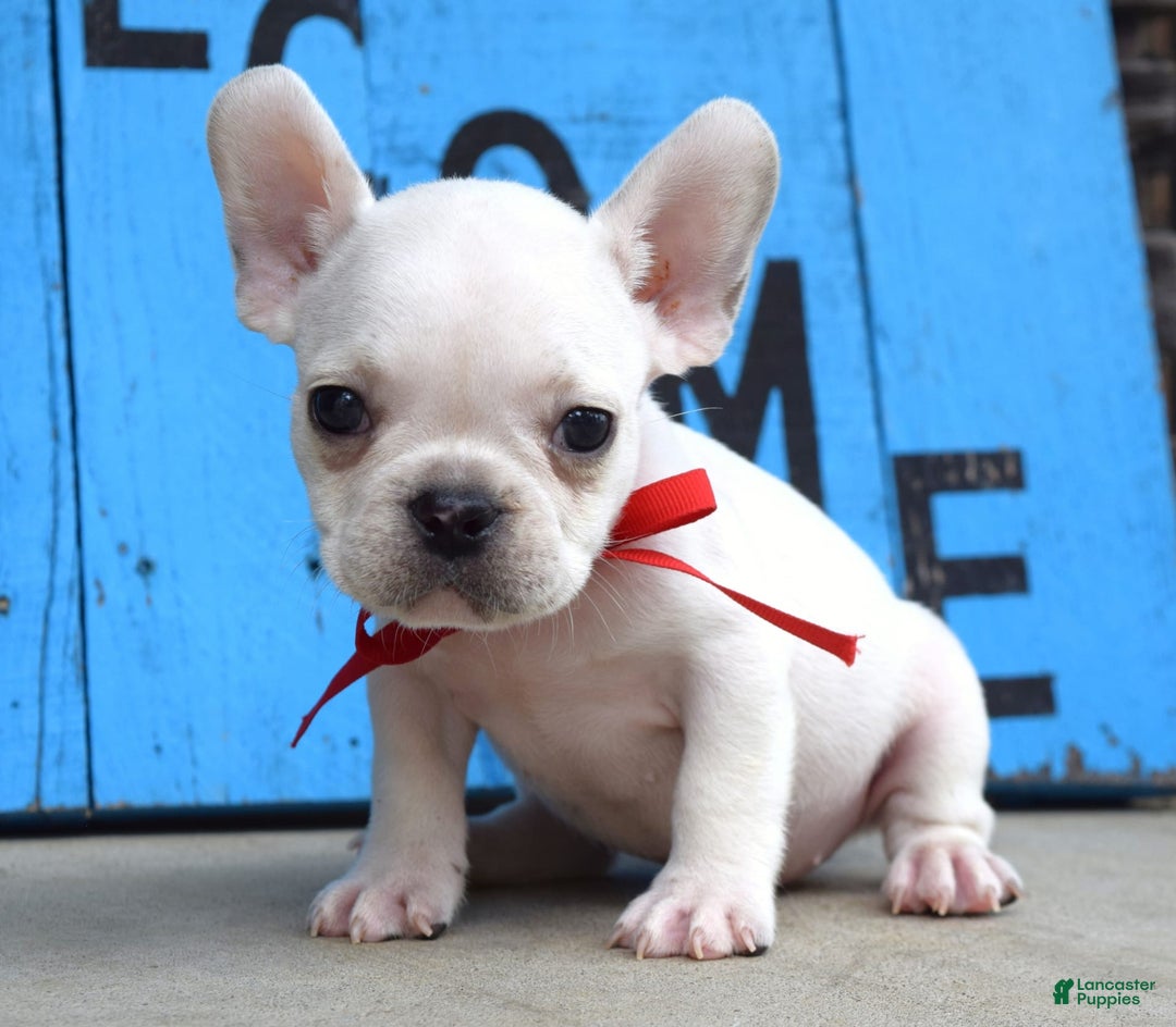French Bulldog dogs for sale: Fido - Image 4