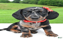 Miniature Dachshund dogs for sale: Miniature Dachshund 2 puppies - Image 5