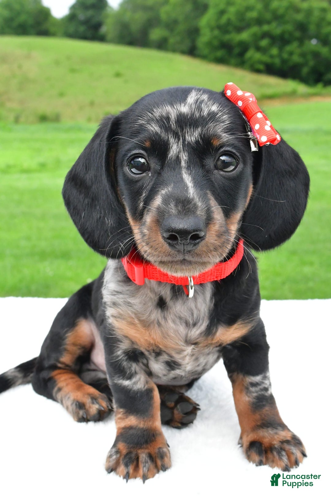 Miniature Dachshund dogs for sale: Miniature Dachshund 2 puppies - Image 5