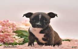 Boston Terrier dogs for sale: Samantha - Image 4