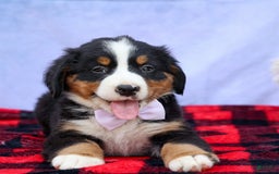 Bernese Mountain Dog dogs for sale: Suse - Image 18