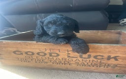 Goldendoodle dogs for sale: Skye - Image 1