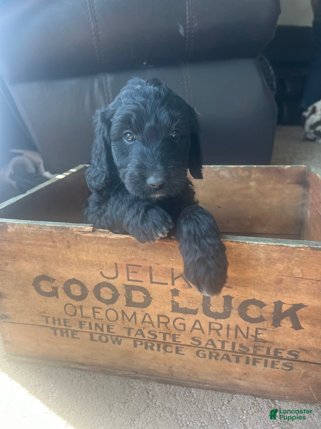 Goldendoodle dogs for sale: Skye - Image 1