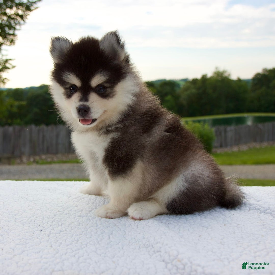 Pomsky dogs for sale: Lacey - Image 3