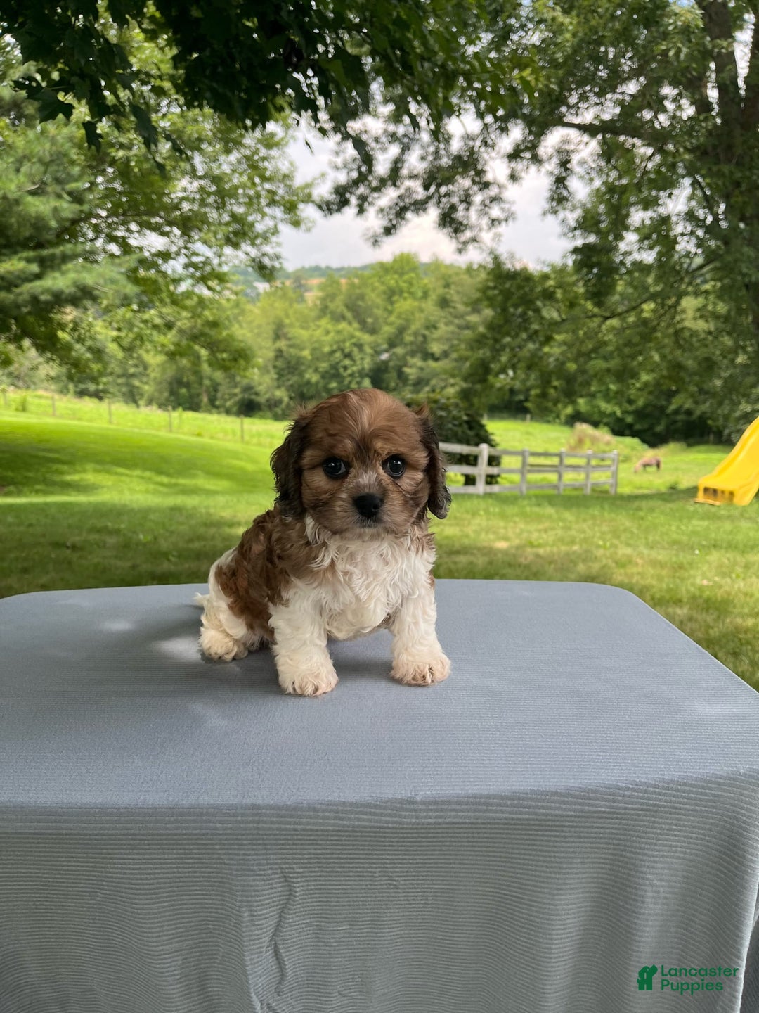 Cavapoo dogs for sale: Diego - Image 6