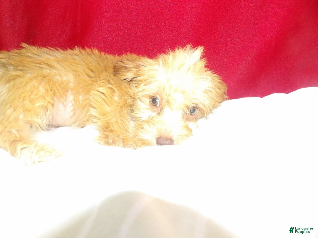 Yochon dogs for sale: maverick - Image 4