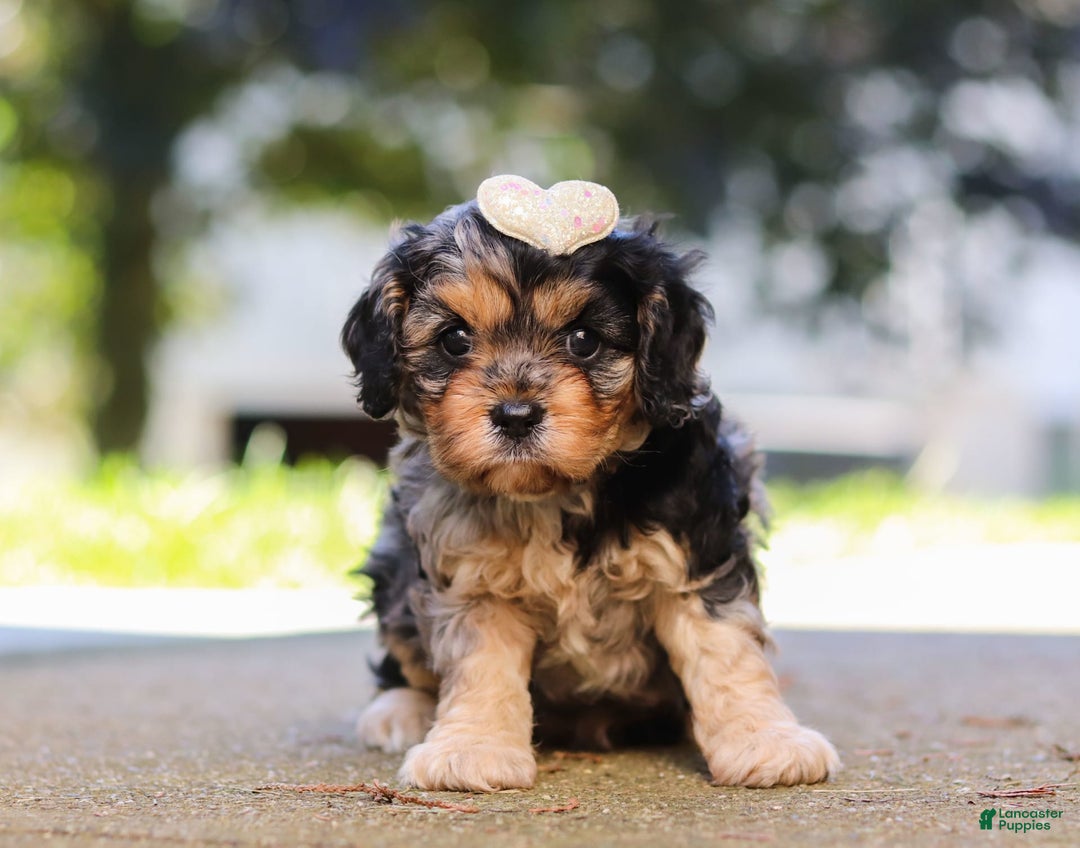 Cavapoo dogs for sale: Cavapoo 2 puppies - Image 7