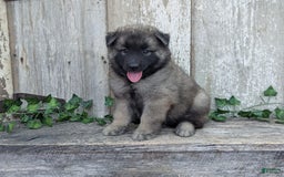 Belgian Tervuren dogs for sale: Smoke - Image 4