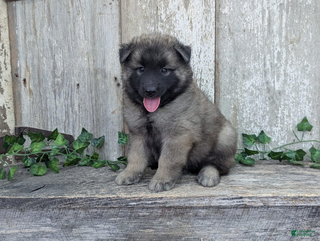 Belgian Tervuren dogs for sale: Smoke - Image 4