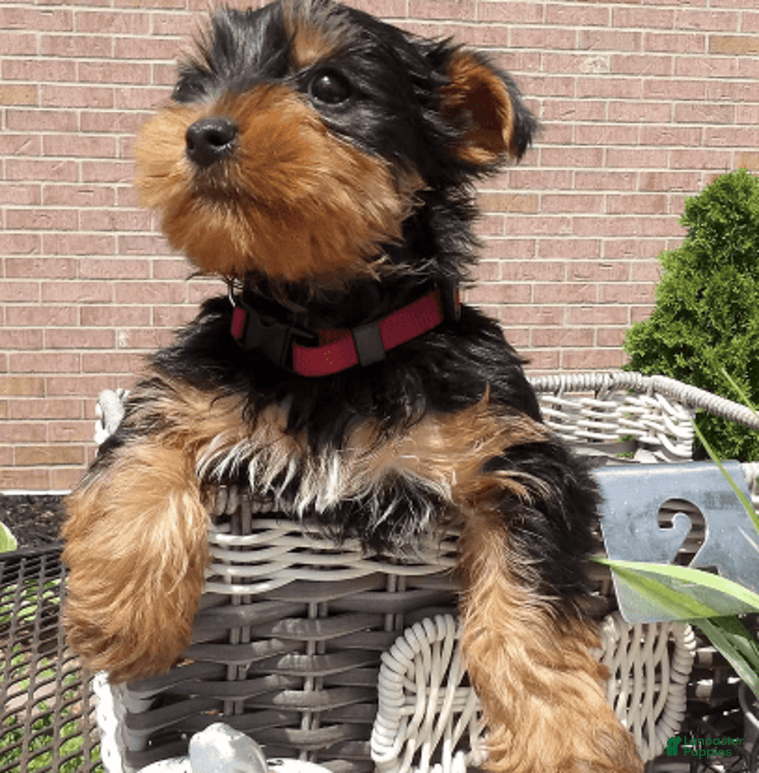 Yorkshire Terrier dogs for sale: Trigger - Image 1