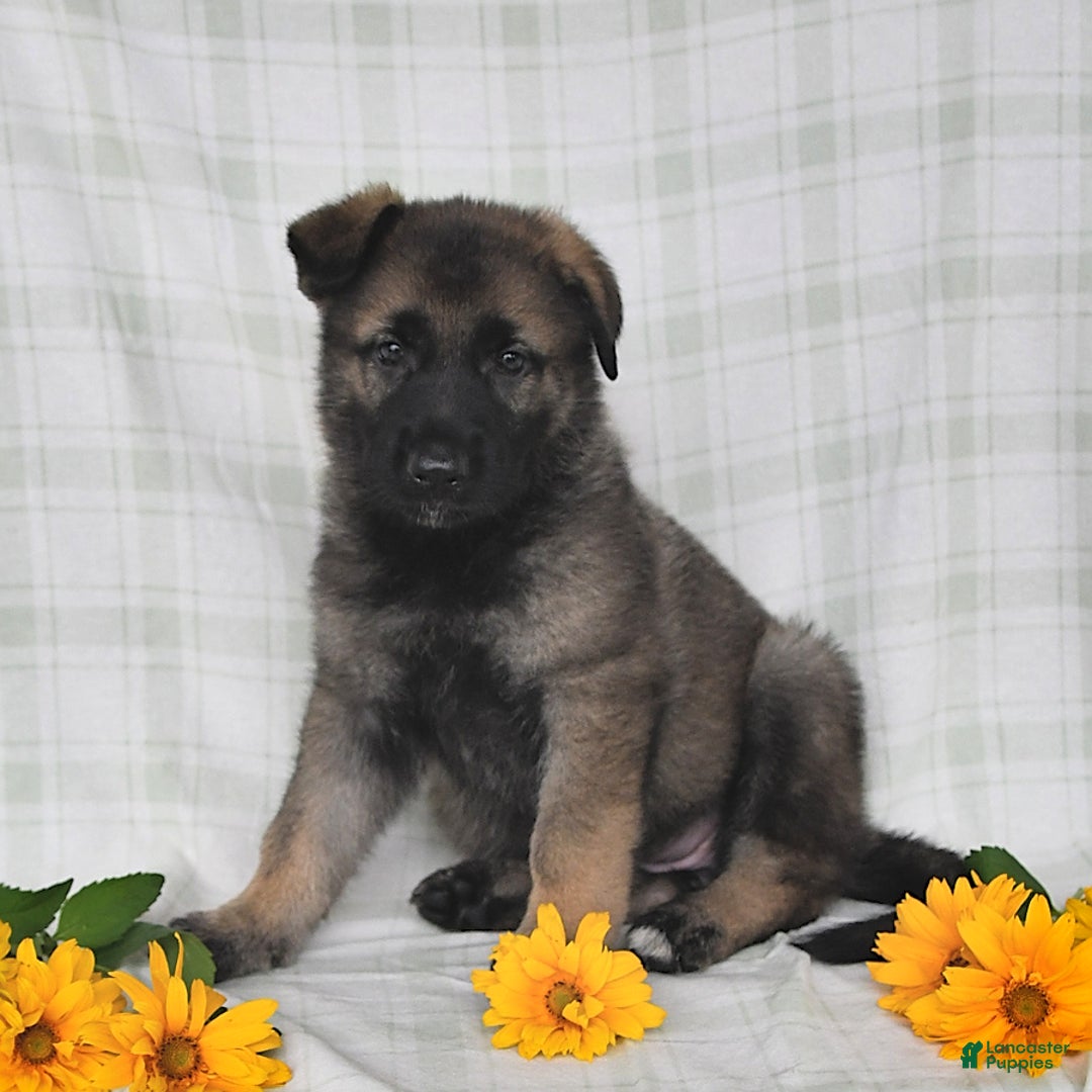 German Shepherd dogs for sale: Jodi - Image 2