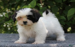 Shihpoo dogs for sale: Delta - Image 3