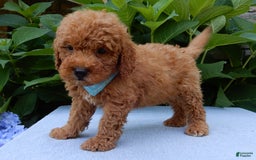 Mini Goldendoodle dogs for sale: Gradie - Image 7