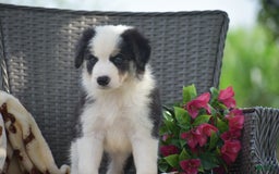 Border Collie dogs for sale: Benson - Image 4