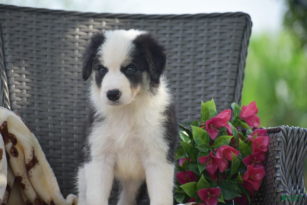 Border Collie dogs for sale: Benson - Image 4