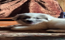 Great Pyrenees dogs for sale: Pink - Image 5