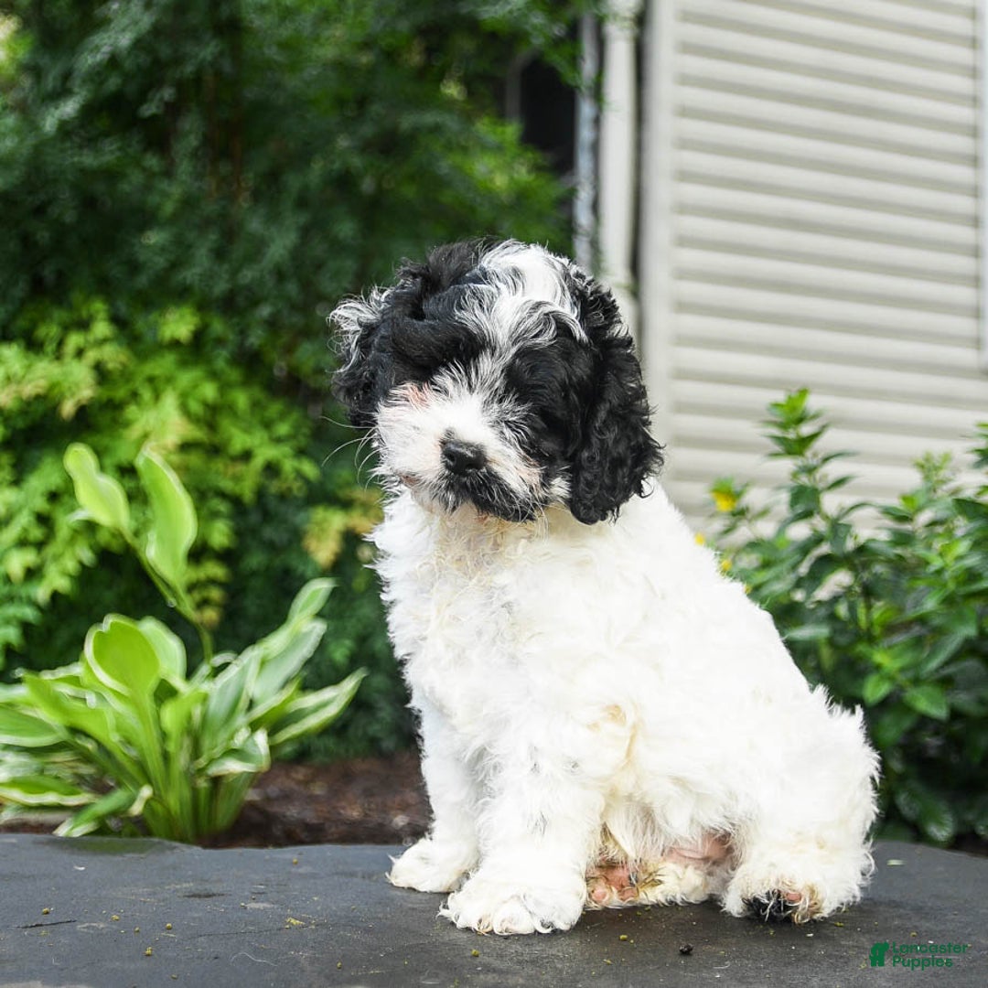 Cavapoo dogs for sale: Teddy - Image 5