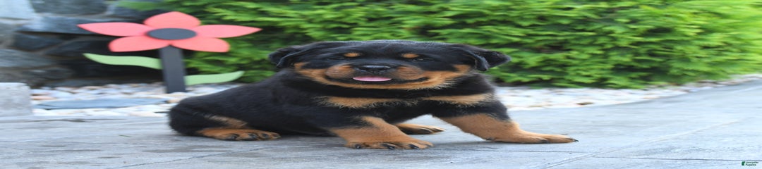 Ranger