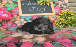 Miniature Poodle dogs for sale: Oakley - Image 21