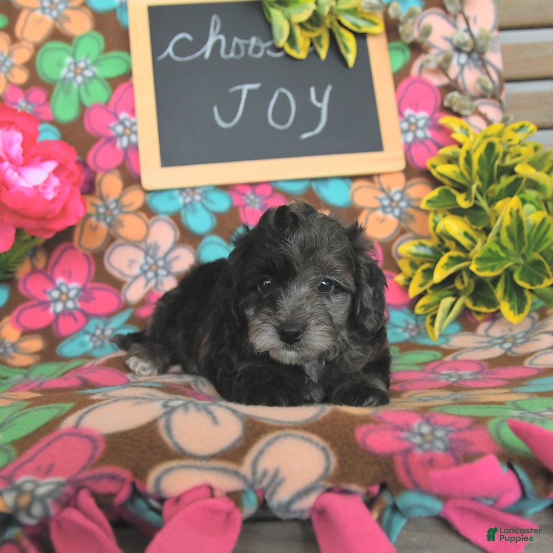 Miniature Poodle dogs for sale: Oakley - Image 21