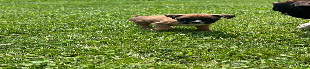 Black fawn