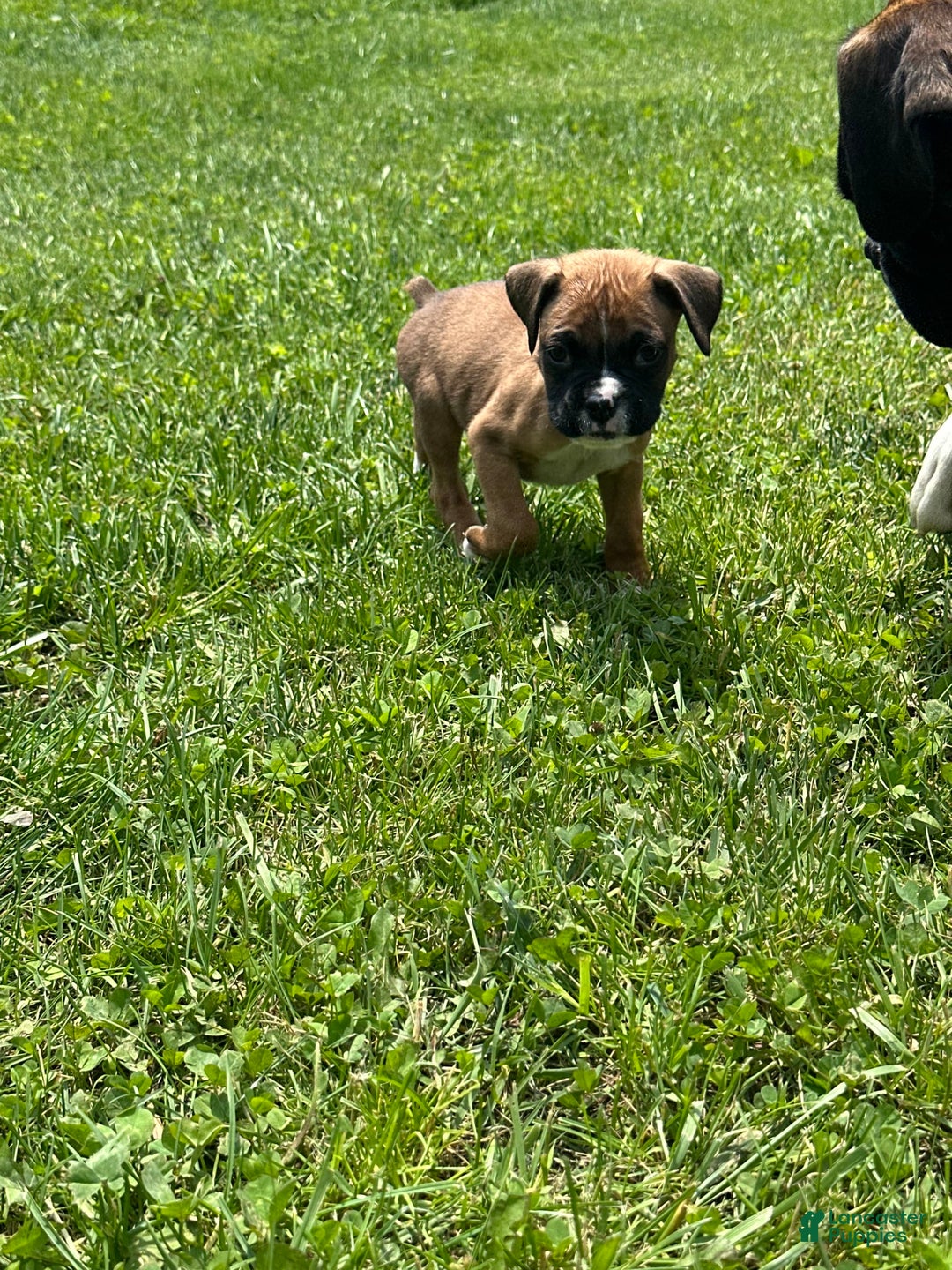 Boxer dogs for sale: Black fawn - Image 3