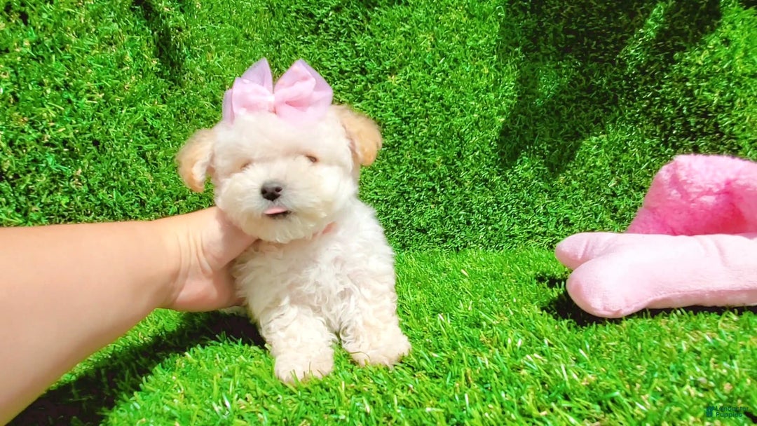 Maltipoo dogs for sale: Sunshine - Image 7